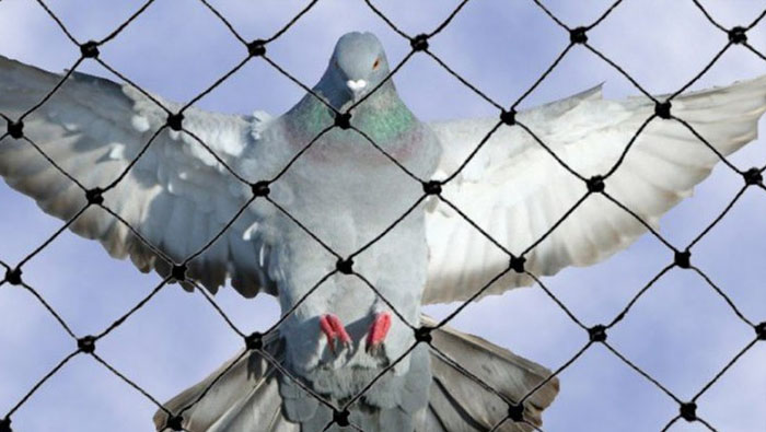 Bird netting  in Pune